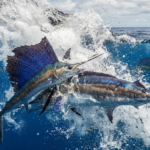 Sailfish vs Marlin: Speed, Size & Key Differences