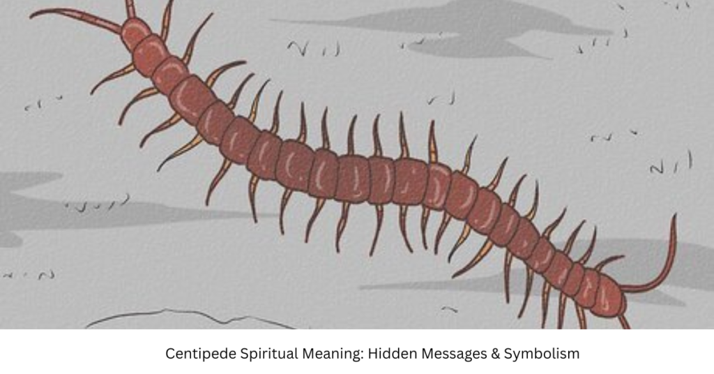 Centipede Spiritual Meaning: Hidden Messages & Symbolism