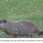 Groundhog Meaning: Spiritual Signs, Symbolism & Cultural Insights