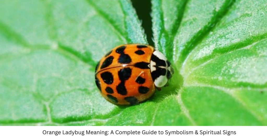 Orange Ladybug Meaning: A Complete Guide to Symbolism & Spiritual Signs