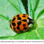 Orange Ladybug Meaning: A Complete Guide to Symbolism & Spiritual Signs