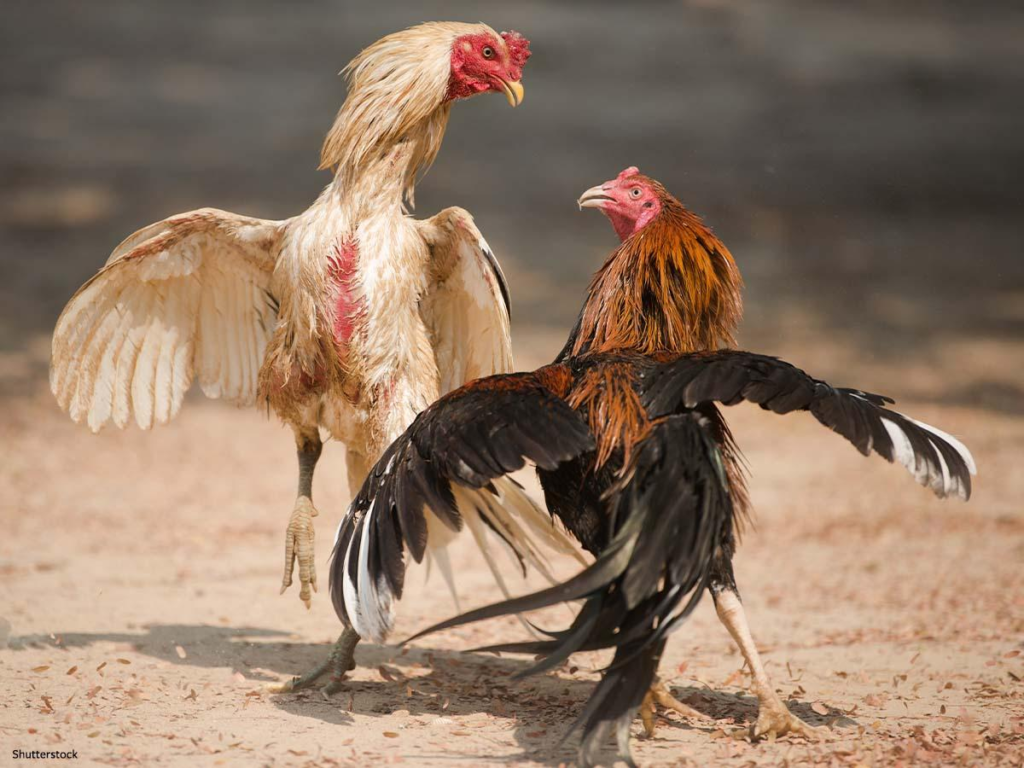 DN88 Đá Gà DN88: A Complete Guide to Cockfighting Entertainment on DN88