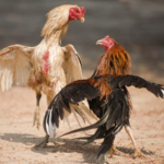 DN88 Đá Gà DN88: A Complete Guide to Cockfighting Entertainment on DN88