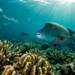Napoleon Wrasse