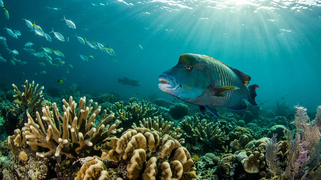 Napoleon Wrasse